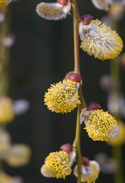 Salix caprea Kilmarnock 120cm Stem