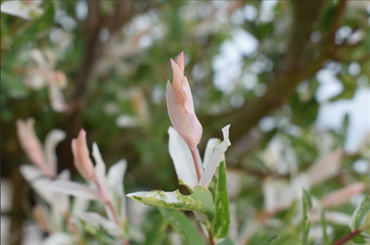 Salix Hakuro Nishiki 5 Litre