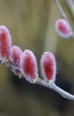 Salix Mount Aso 40cm Stem 2 Litre