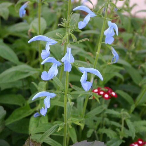 Salvia Beyond Blue 2 Litre