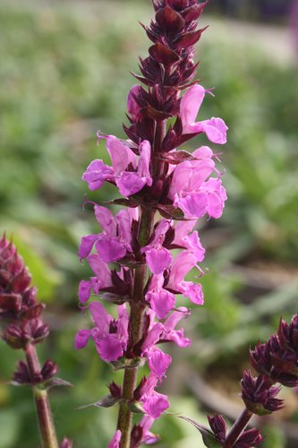 Salvia Caradonna Pink Inspiration 2 Litre