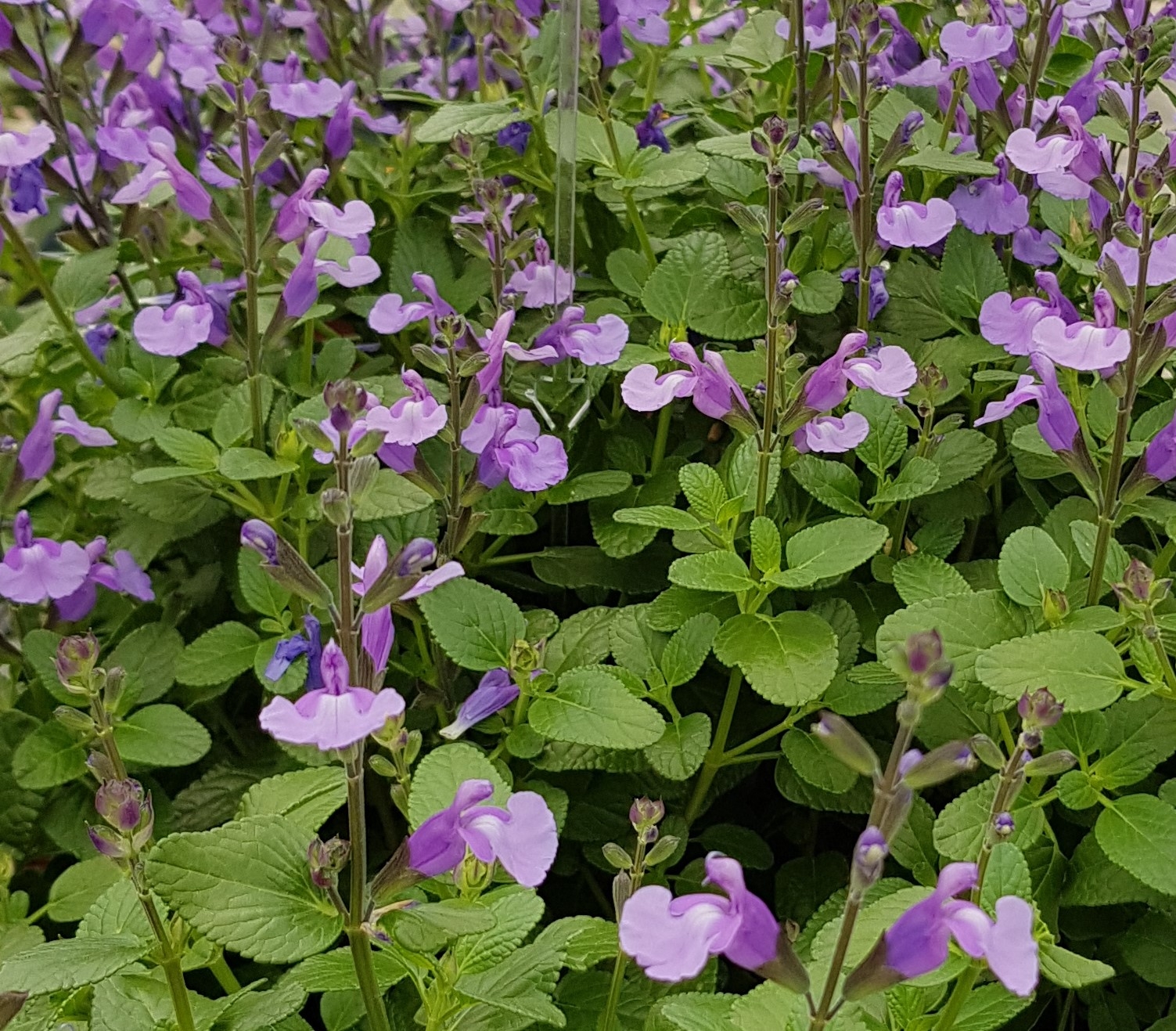 Salvia Cool Violet 2 Litre - Stewarts Garden Centre