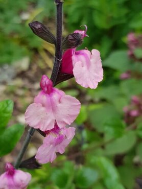 Salvia Cuello Pink 2 Litre