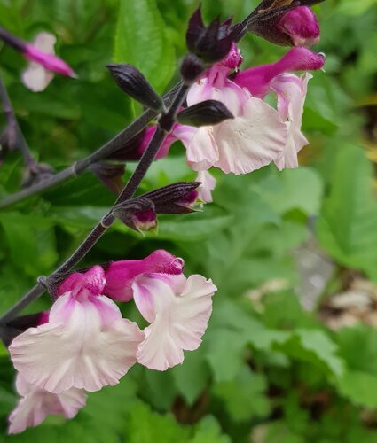 Salvia Cuello White 2 Litre