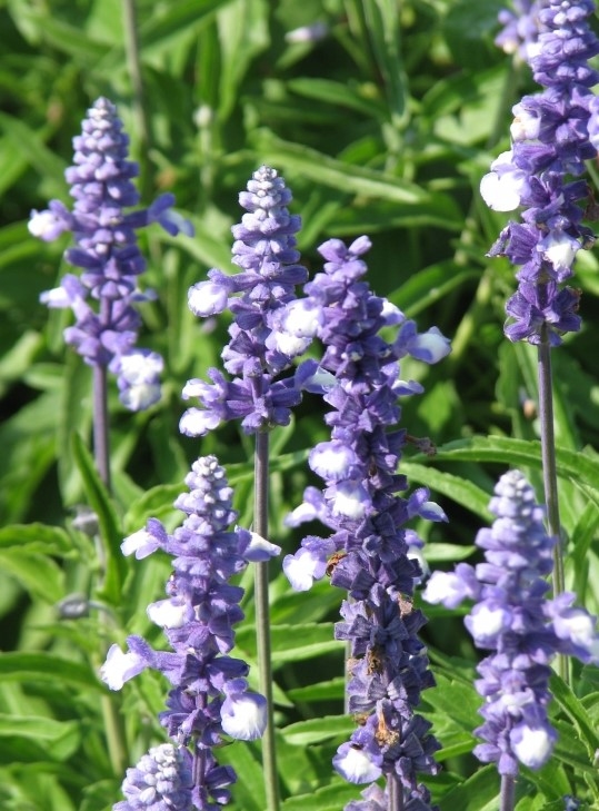 Salvia Fairy Queen Jumbo Six Pack - Stewarts Garden Centre