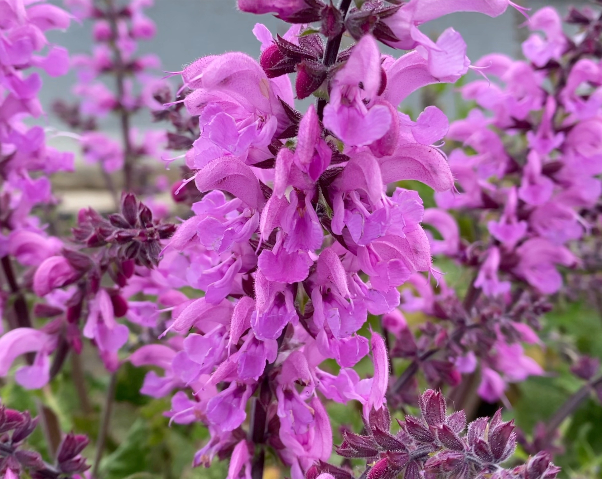 Salvia Fashionista Pretty In Pink 2 Litre - Stewarts Garden Centre