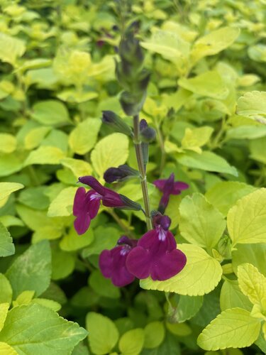 Salvia Golden Rosiene 3 Litre