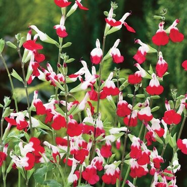 Salvia Hot Lips 2 Litre