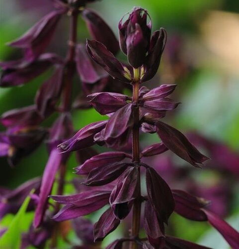 Salvia Lighthouse Purple 2 Litre