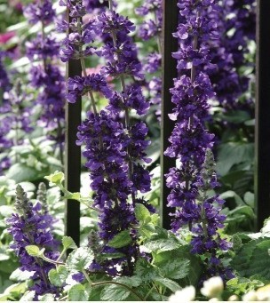 Salvia Mystic Spires 2 Litre