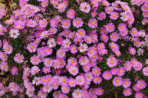 Erigeron Sea of Blossom 3 Litre - image 2