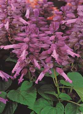 Salvia Purple 6 Pack