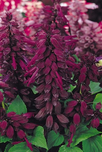 Salvia Purple 6 Pack