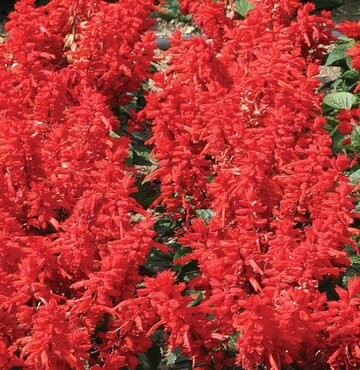 Salvia Red Jumbo Six Pack