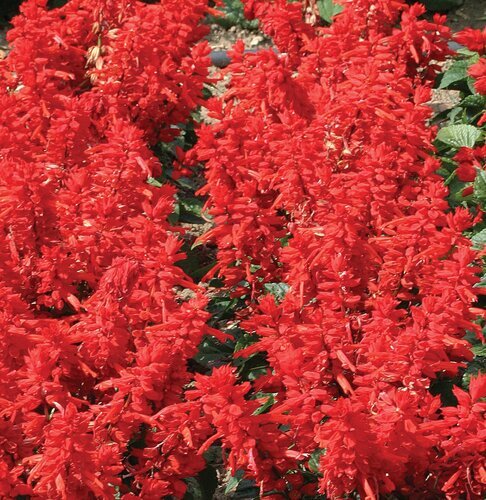 Salvia Red Six Pack