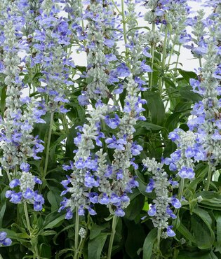 Salvia Sallyfun Sky Blue 2 Litre