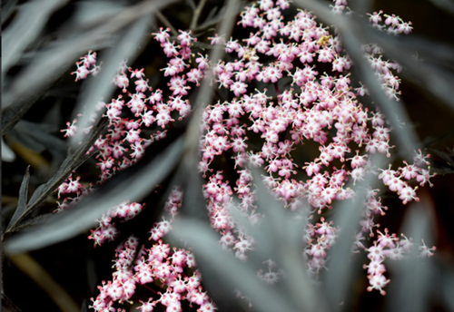 Sambucus Black Beauty 3 litre - image 1