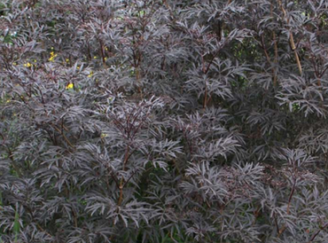 Sambucus Black Beauty 3 litre - image 2