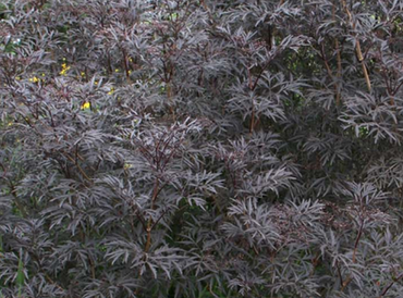 Sambucus Black Beauty 7.5 Litre - image 2