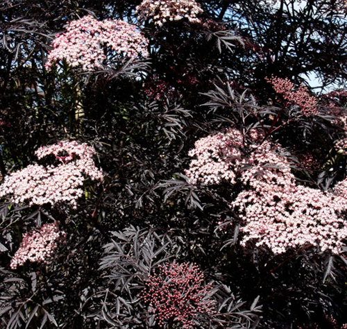 Sambucus Black Lace 3 Litre