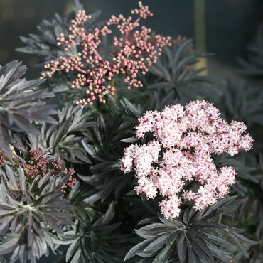 Sambucus Nigra Black Tower 2.3 Litre