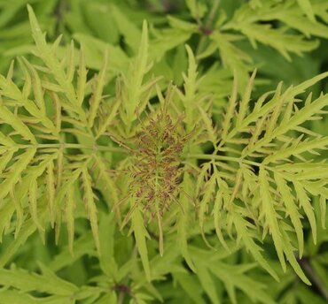 Sambucus nigra Golden Tower 2.3 Litre