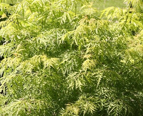 Sambucus Sutherland Gold 3 Litre