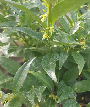 Sarcococca Dragons Gate 3 litre