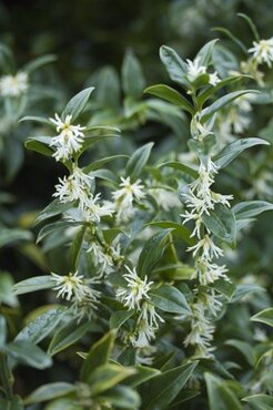 Sarcococca hookeriana mix 15cm