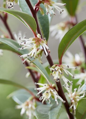 Sarcococca Purple Gem 2 Litre