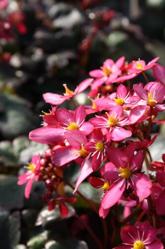 Saxifraga Dancing Pixies Tessy 2 Litre