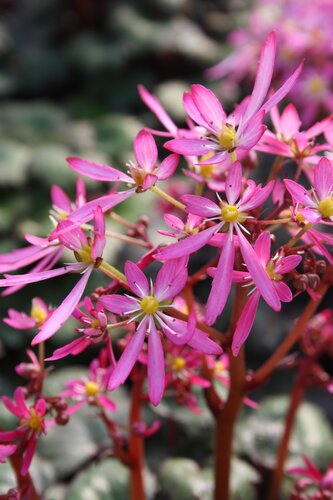 Saxifraga Dancing Pixies Tini 2 Litre