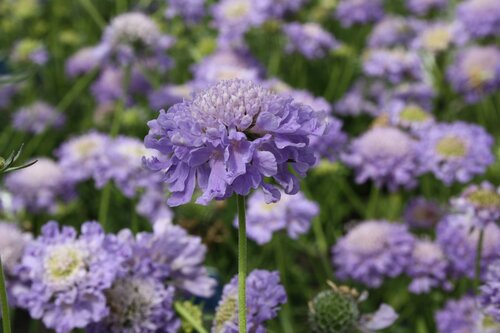 Scabiosa Blue Note 2 Litre