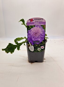 Scabiosa Columbaria Butterfly Blue 9cm