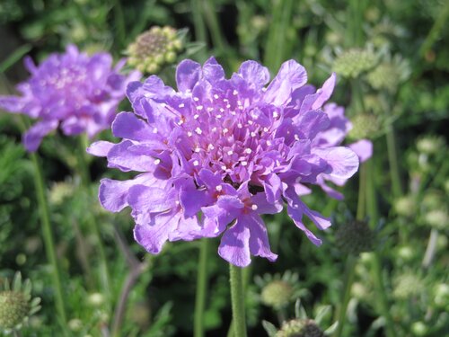 Scabiosa Flutter Deep Blue 2 Litre