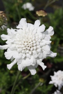 Scabiosa Flutter Pure White 2 Litre