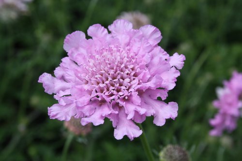 Scabiosa Flutter Rose Pink 3 Litre