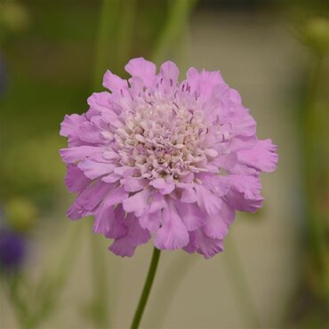 Scabiosa Kudo Pink 7  Litre