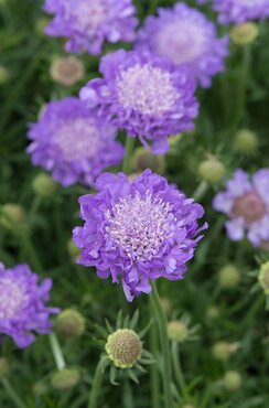 Scabiosa Mariposa Blue Patio 7 Litre