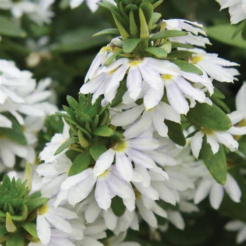 Scaevola White 10.5cm