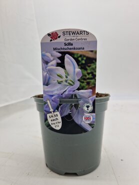 Scilla Mischtschenkoana Potted Bulb 1 Litre