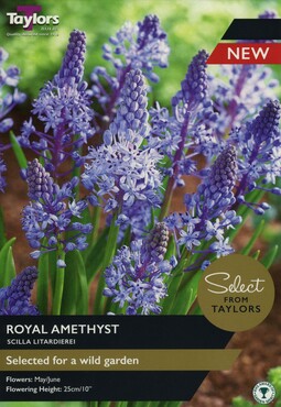 Scilla Royal Amethyst x 12