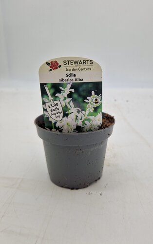 Scilla Siberica Alba Potted Bulb 9cm