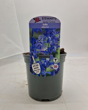 Scilla Siberica Potted Bulb 1 Litre