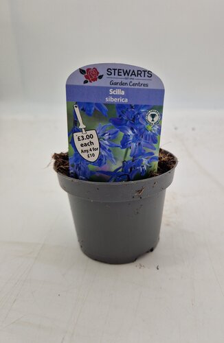 Scilla Siberica Potted Bulb 9cm