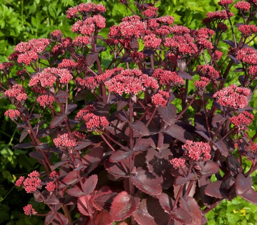 Sedum Chocolate Cherry 2 Litre