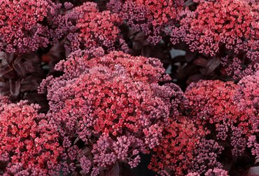 Sedum Dark Magic 2 Litre