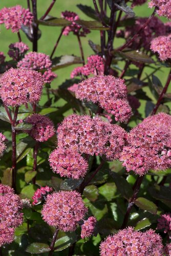 Sedum Double Martini 3 Litre