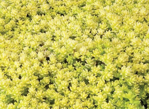 Sedum Gold 11cm