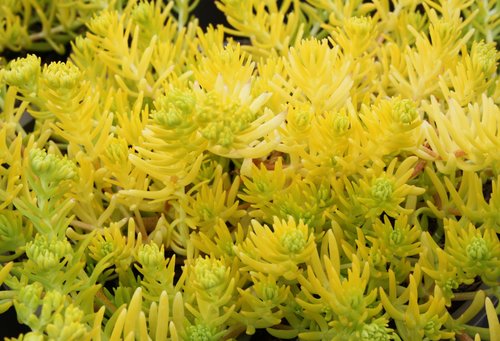 Sedum Lemon Ball 2 Litre